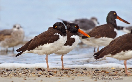 American Oystercatchers