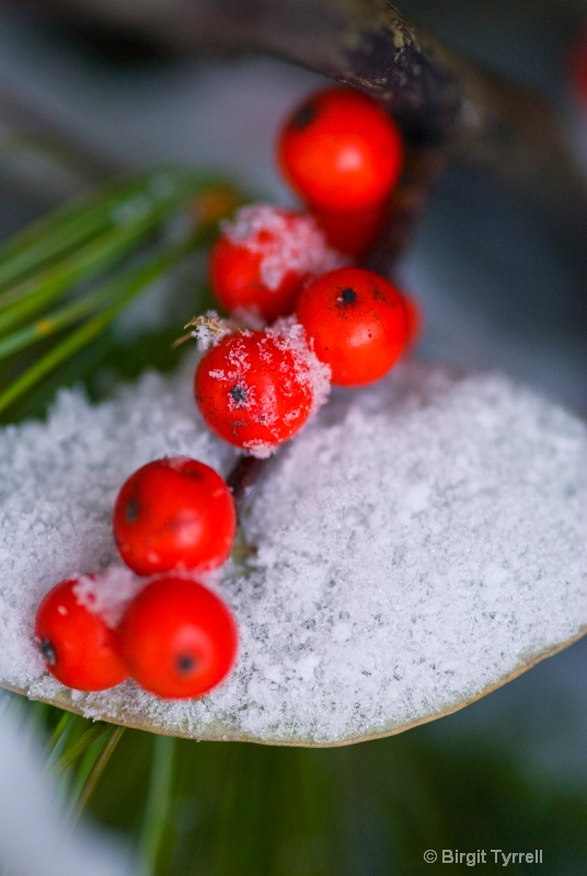 Winter Berry