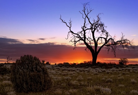 A lone tree