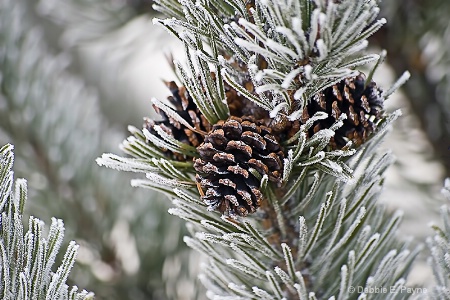 ~FROSTY DISPLAY~