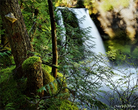 Forest Scene