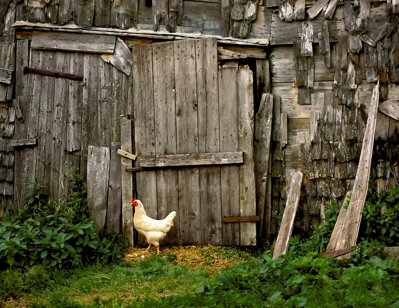 Guarding the Shed