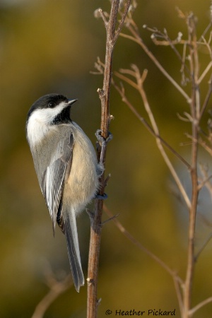 Garden Chickadee