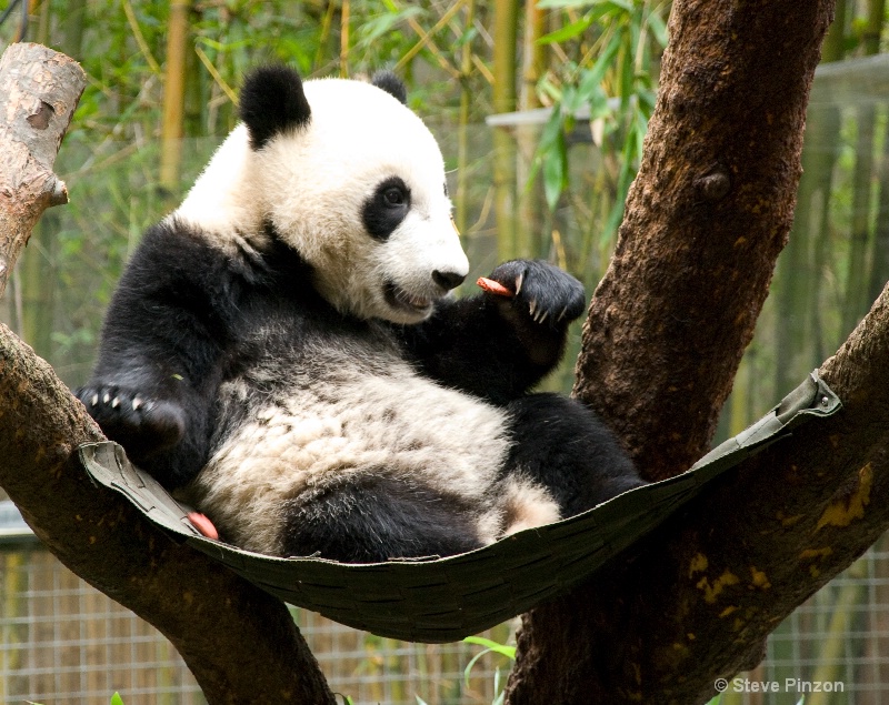 Baby Panda 2 - ID: 11270394 © Steve Pinzon