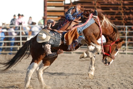 Saddle Bronc