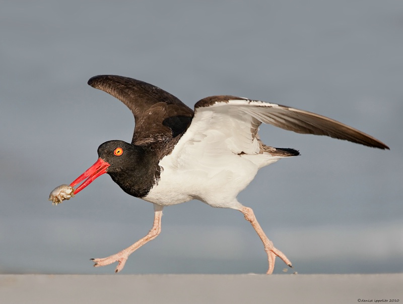 American Oystercatcher 