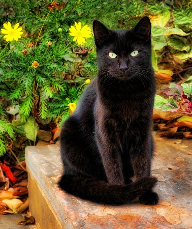 Garden Cat