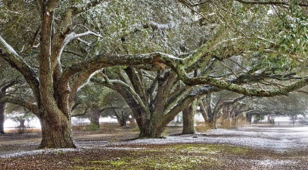 Lowcountry Winter