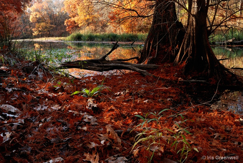 Cypress Trees in Lake Murray