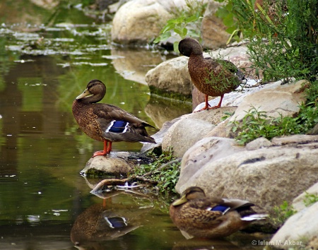 mallard female group-01012011