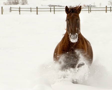 Winter Gallop