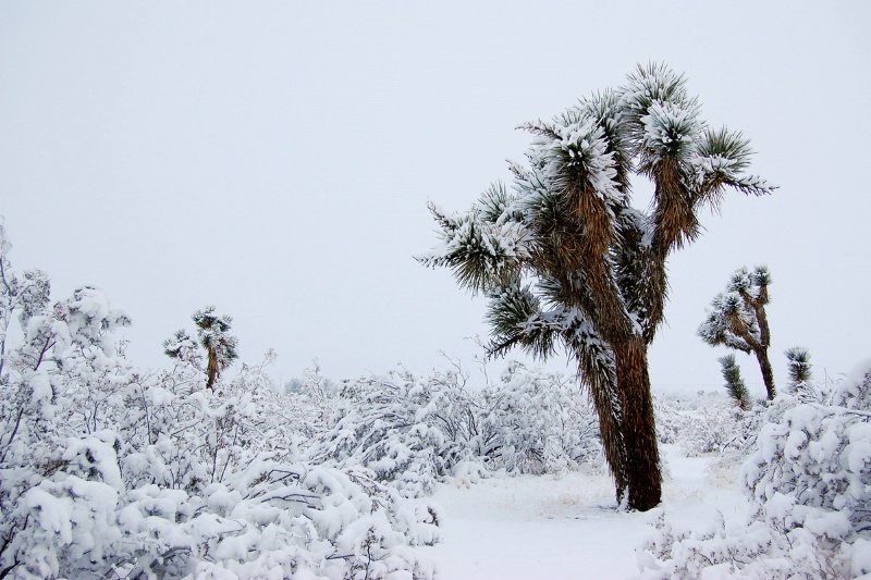 First Snow 2011