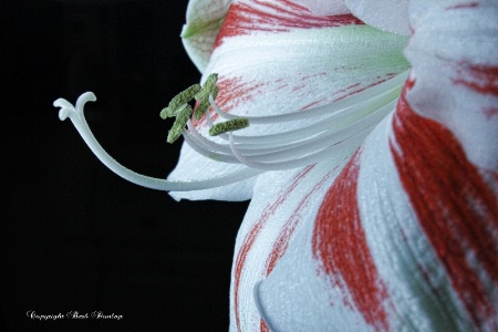 Amaryllis 