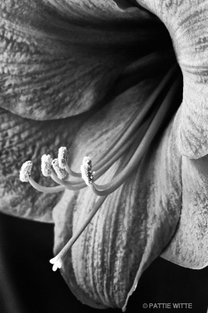 amaryllis in mono