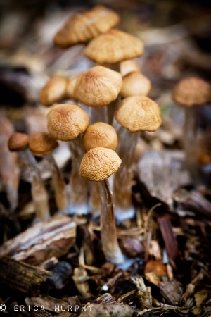 Tiny Mushrooms