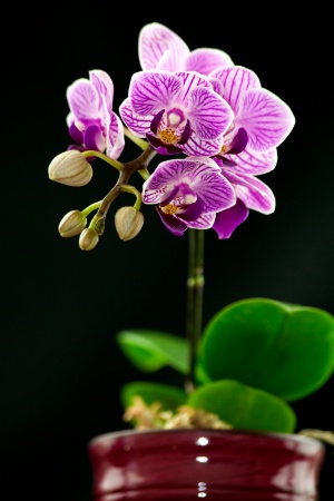 orchid