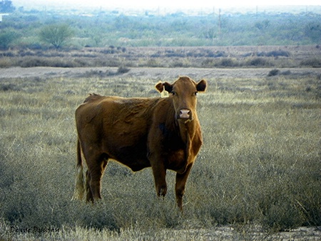 young steer in pasture