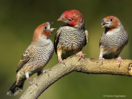 Red Head Finch