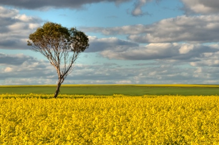 Canola and Gum 17