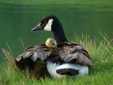 New Goose Family