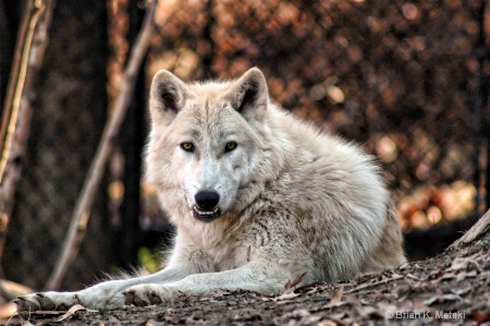 Timber Wolf