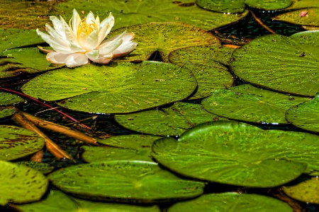 Lily pad