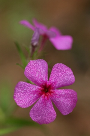 phlox