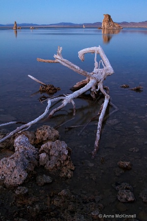 Mono Lake Deadwood