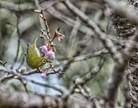 Winter Blooms 鶯