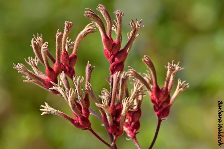 Kangaroo paws