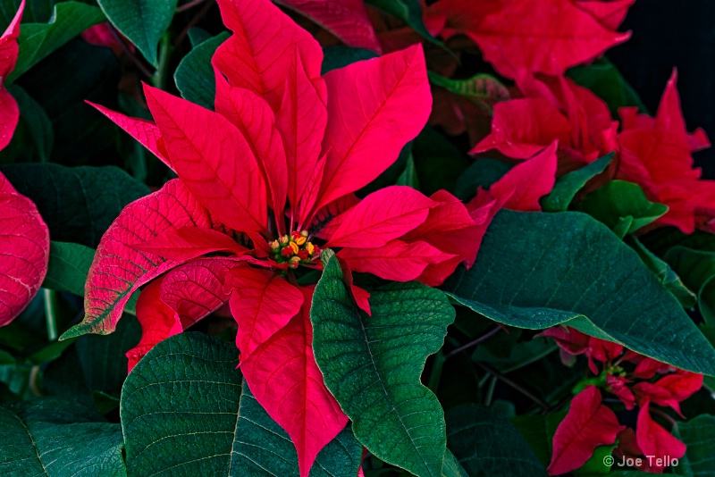 Pointsettia