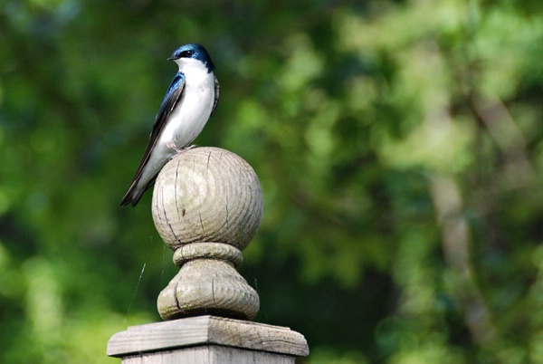 Tree Swallow