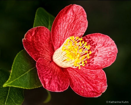 Camellia