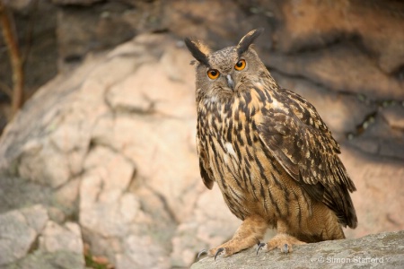 European Eagle Owl