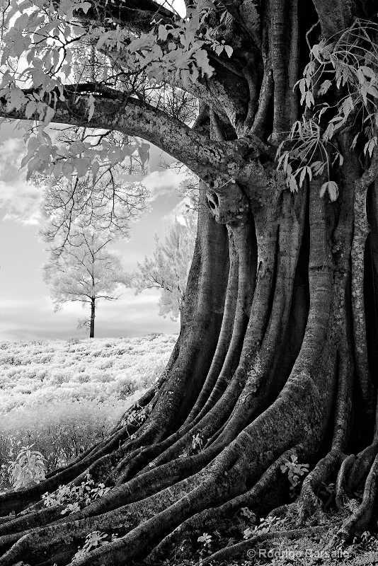 Old tree at the coffee plantation