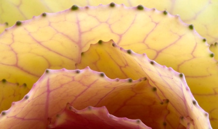 Pretty Cabbage Layers