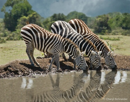 Watering Hole