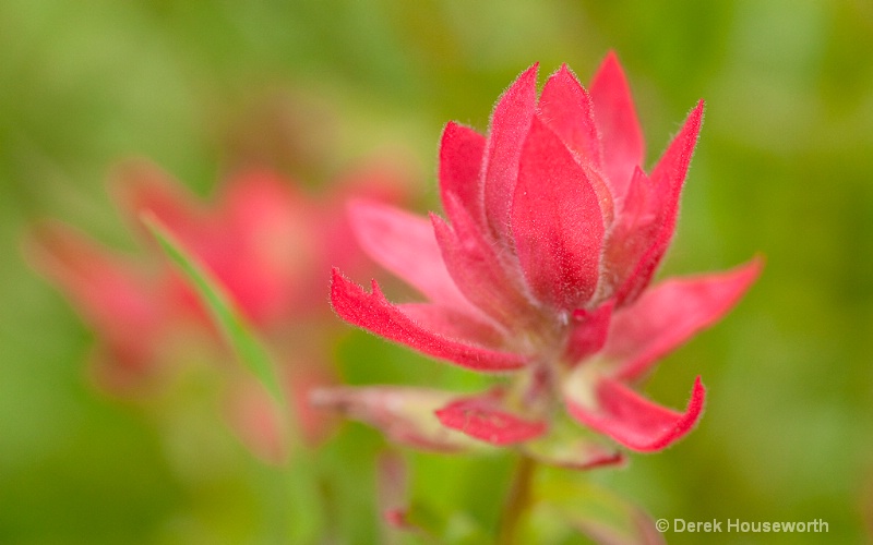 Alpine Paintbrush