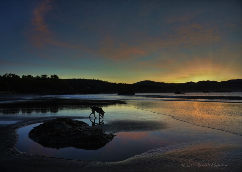 Dog Beach