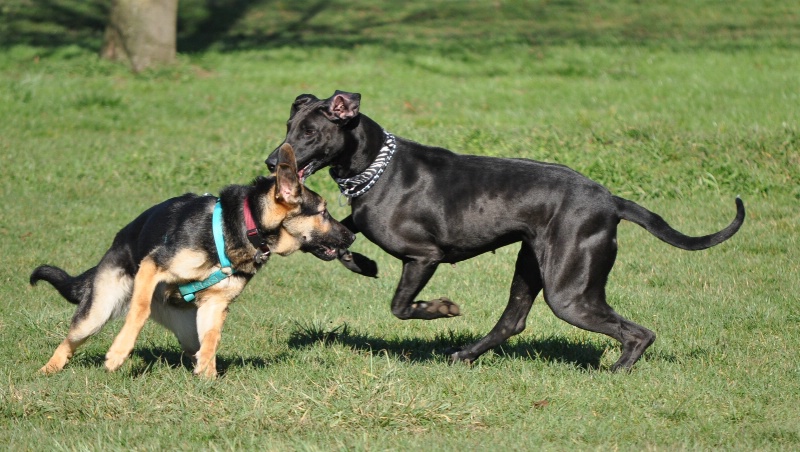 2 dogs at play