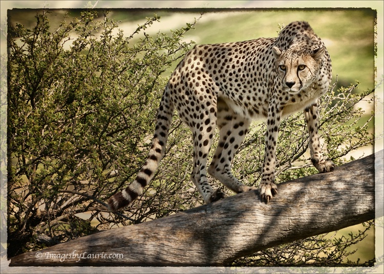 Out on a limb