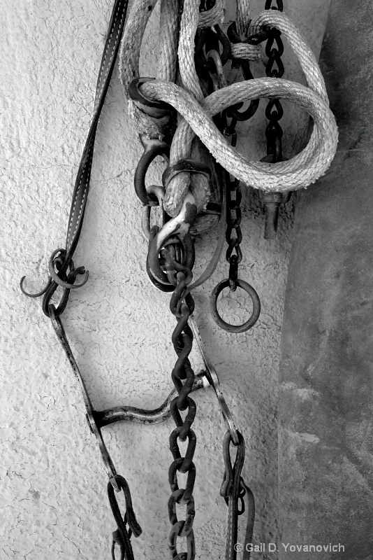 <i>Rope Bridle</i> SWD-4375 - ID: 11416944 © Gail D. Yovanovich