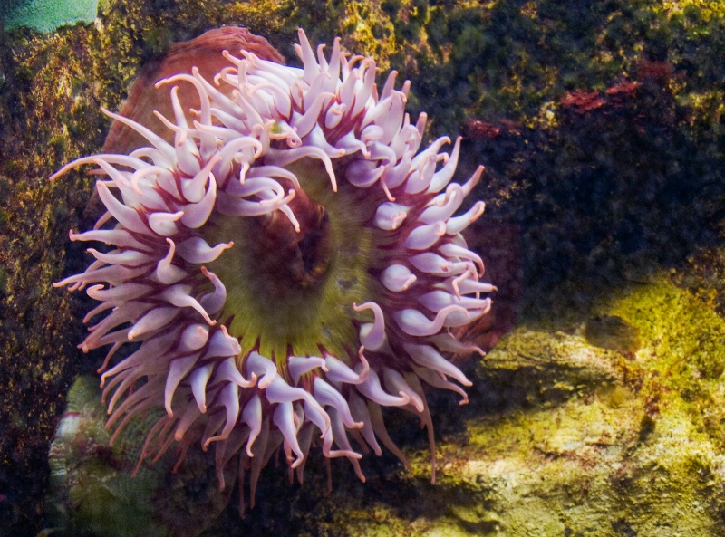 Sea Anemone