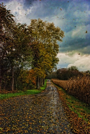 Fall-ing Leaves