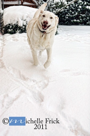 Bo in the Snow