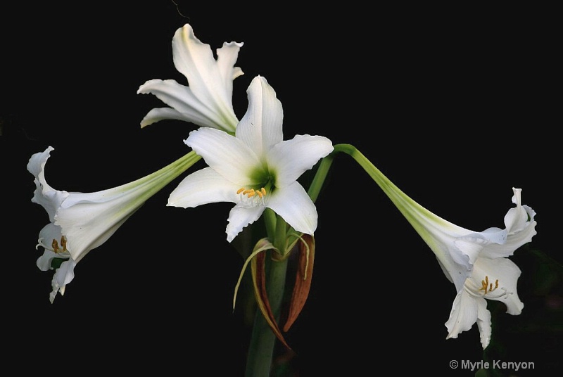 Amaryllis White Trumpet