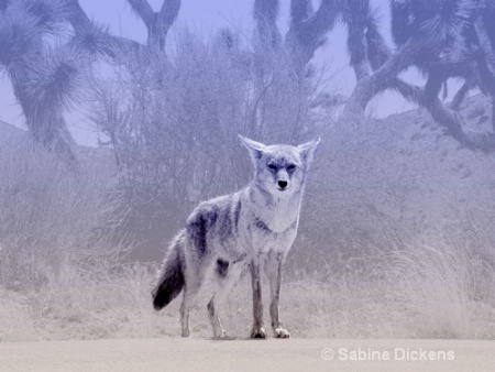 coyote in joshua tree park