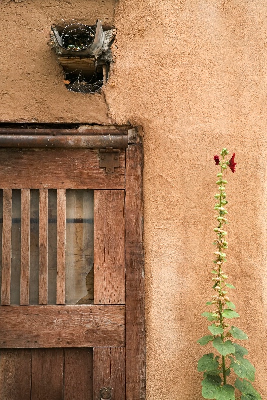 <i>Door and Hollyhock</i> SWW-5690 - ID: 11430355 © Gail D. Yovanovich