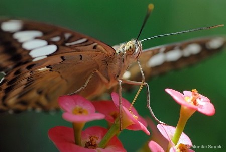 Sipping nectar II