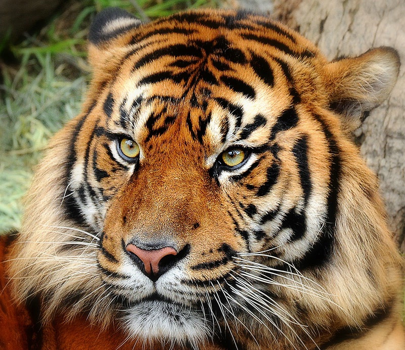 Sumatran Tiger